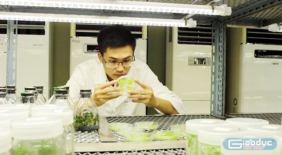 Tiến sĩ trẻ nhận giải “Quả cầu vàng 2020” và khát vọng đưa sâm Ngọc Linh rời núi